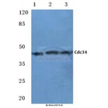 Anti-Cdc34 (D163) Antibody from Bioworld Technology (BS2949) - Antibodies.com
