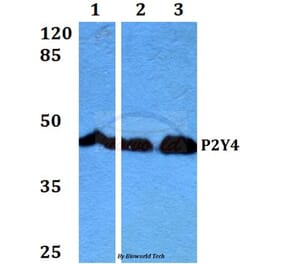 Anti-P2Y4 (V198) Antibody from Bioworld Technology (BS2953) - Antibodies.com