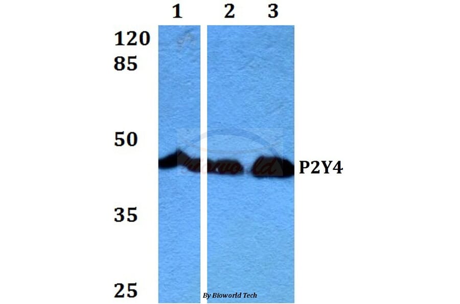 Anti-P2Y4 (V198) Antibody from Bioworld Technology (BS2953) - Antibodies.com