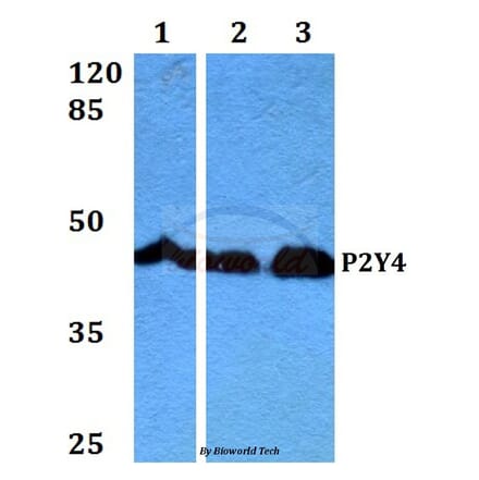 Anti-P2Y4 (V198) Antibody from Bioworld Technology (BS2953) - Antibodies.com