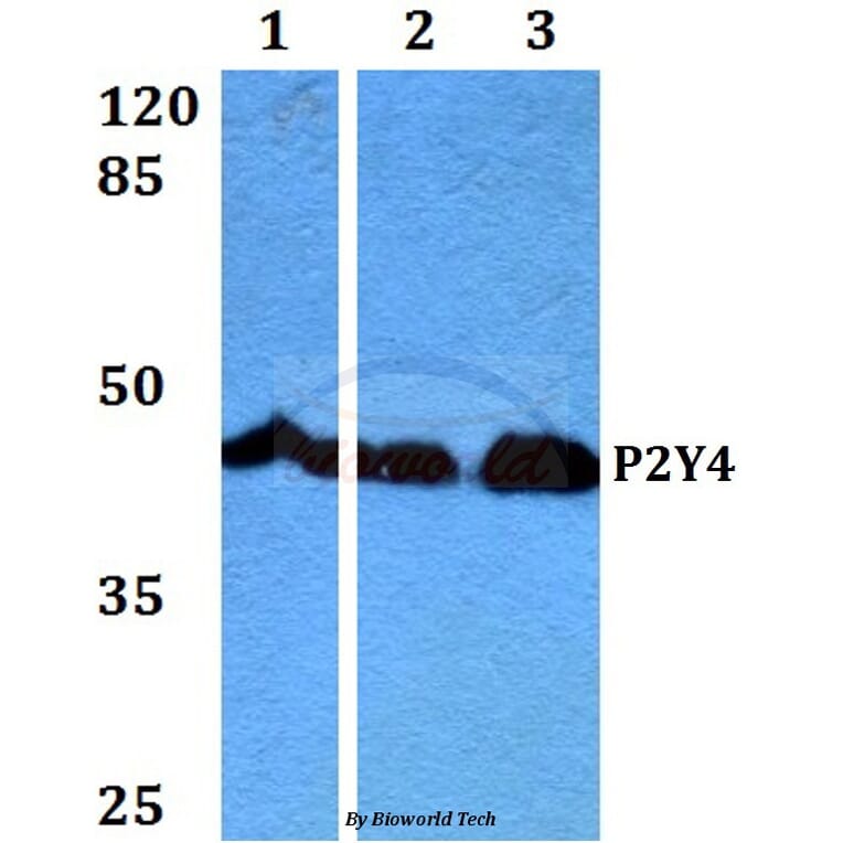 Anti-P2Y4 (V198) Antibody from Bioworld Technology (BS2953) - Antibodies.com