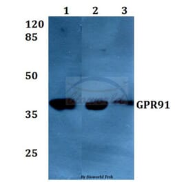 Anti-GPR91 (A135) Antibody from Bioworld Technology (BS2961) - Antibodies.com