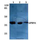 Anti-GPR91 (A135) Antibody from Bioworld Technology (BS2961) - Antibodies.com