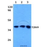 Anti-T2R49 (V129) Antibody from Bioworld Technology (BS2963) - Antibodies.com
