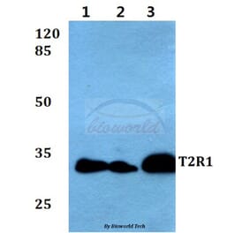 Anti-T2R1 (D45) Antibody from Bioworld Technology (BS2964) - Antibodies.com