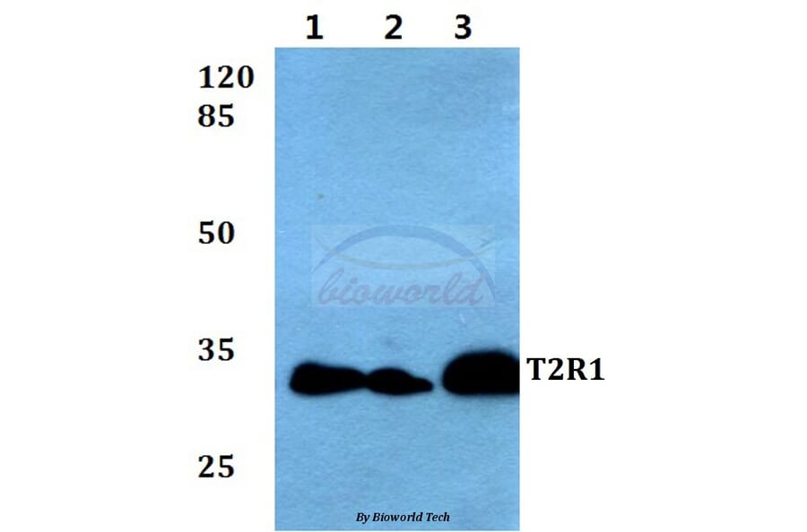 Anti-T2R1 (D45) Antibody from Bioworld Technology (BS2964) - Antibodies.com