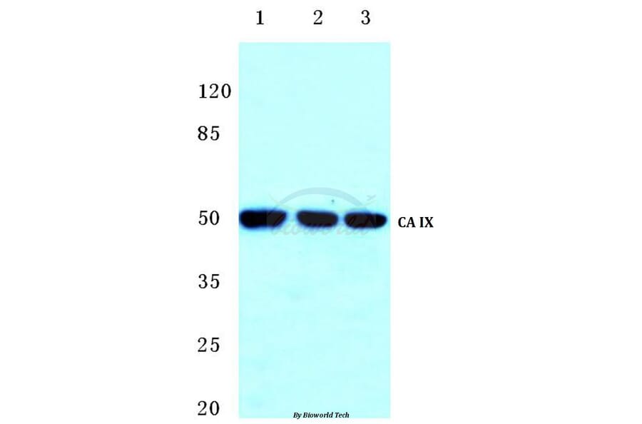Anti-CA IX (D82) Antibody from Bioworld Technology (BS2975) - Antibodies.com