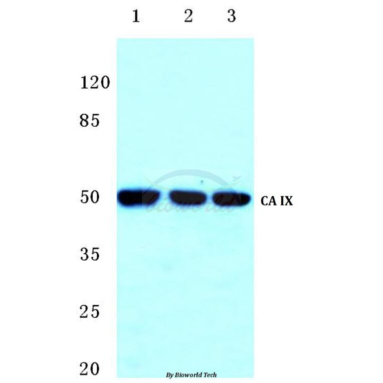 Anti-CA IX (D82) Antibody from Bioworld Technology (BS2975) - Antibodies.com
