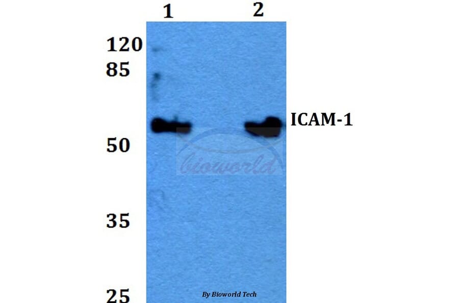 Anti-ICAM-1 (Q506) Antibody from Bioworld Technology (BS2980) - Antibodies.com