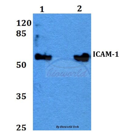 Anti-ICAM-1 (Q506) Antibody from Bioworld Technology (BS2980) - Antibodies.com