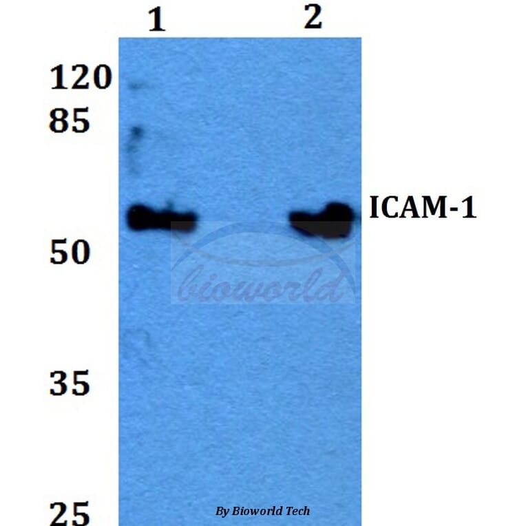 Anti-ICAM-1 (Q506) Antibody from Bioworld Technology (BS2980) - Antibodies.com