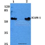 Anti-ICAM-1 (Q506) Antibody from Bioworld Technology (BS2980) - Antibodies.com