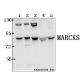 Anti-MARCKS (K152) Antibody from Bioworld Technology (BS2982) - Antibodies.com