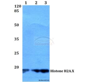 Anti-Histone H2A.X (S130) Antibody from Bioworld Technology (BS2984) - Antibodies.com