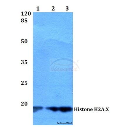 Anti-Histone H2A.X (S130) Antibody from Bioworld Technology (BS2984) - Antibodies.com