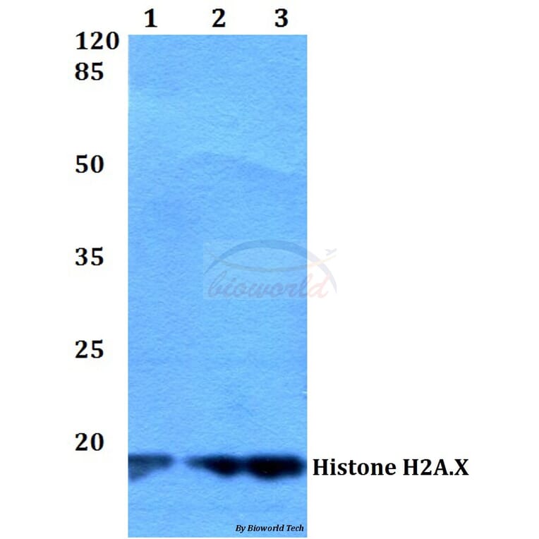 Anti-Histone H2A.X (S130) Antibody from Bioworld Technology (BS2984) - Antibodies.com
