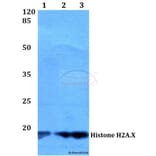 Anti-Histone H2A.X (S130) Antibody from Bioworld Technology (BS2984) - Antibodies.com
