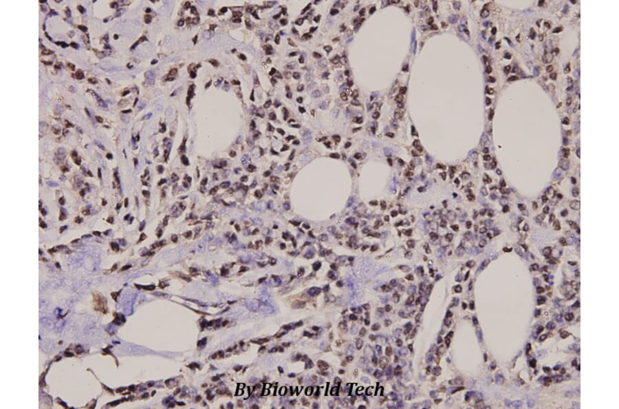 Anti-Histone H2A.X (S130) Antibody from Bioworld Technology (BS2984) - Antibodies.com