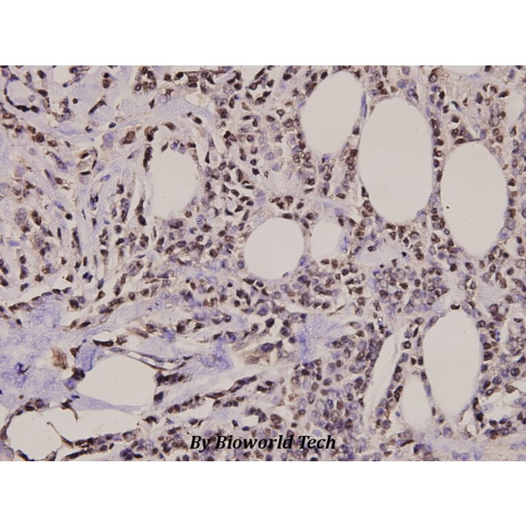 Anti-Histone H2A.X (S130) Antibody from Bioworld Technology (BS2984) - Antibodies.com