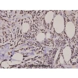 Anti-Histone H2A.X (S130) Antibody from Bioworld Technology (BS2984) - Antibodies.com