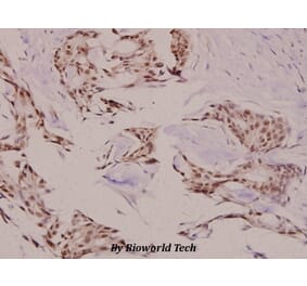 Anti-TEBP (K107) Antibody from Bioworld Technology (BS2986) - Antibodies.com