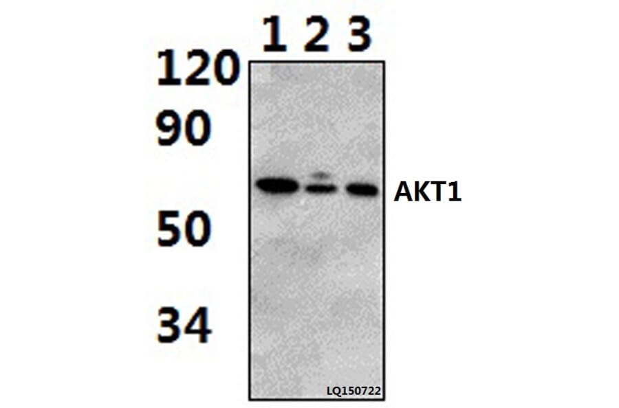 Anti-AKT1 (P125) Antibody from Bioworld Technology (BS2987) - Antibodies.com