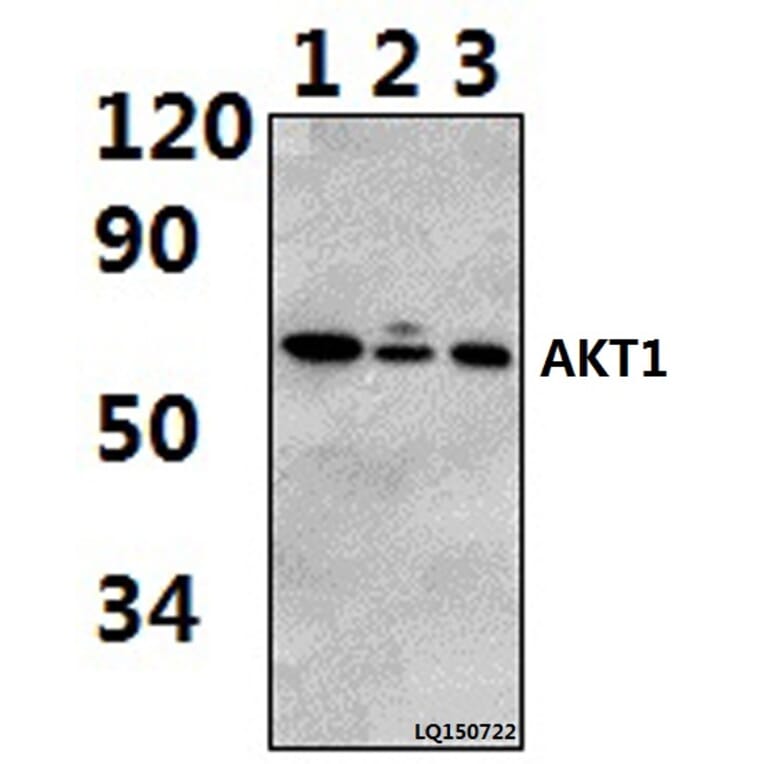 Anti-AKT1 (P125) Antibody from Bioworld Technology (BS2987) - Antibodies.com