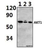 Anti-AKT1 (P125) Antibody from Bioworld Technology (BS2987) - Antibodies.com