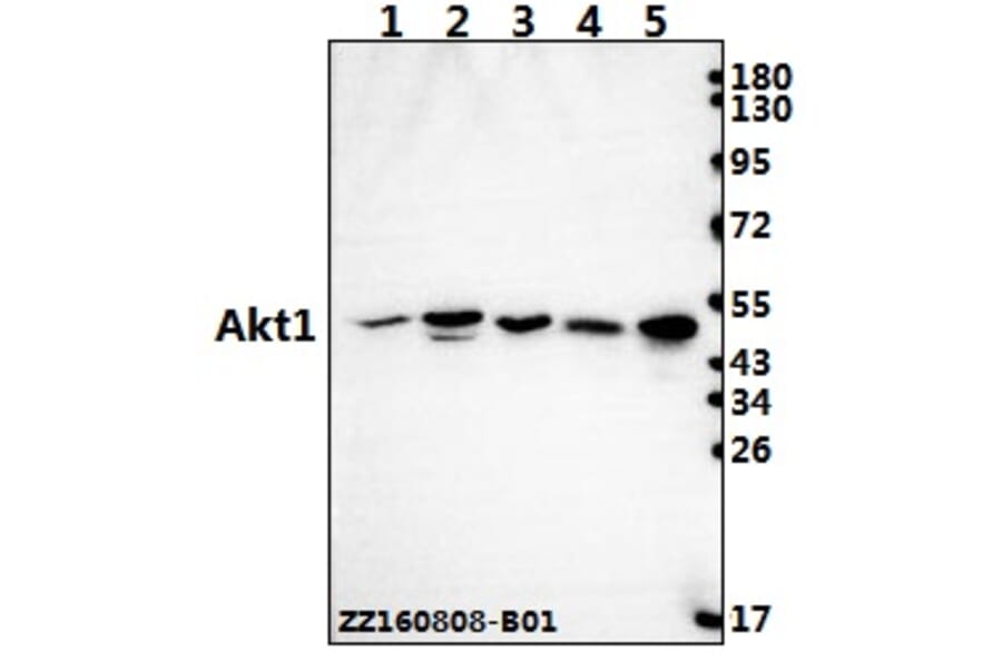 Anti-AKT1 (P125) Antibody from Bioworld Technology (BS2987) - Antibodies.com