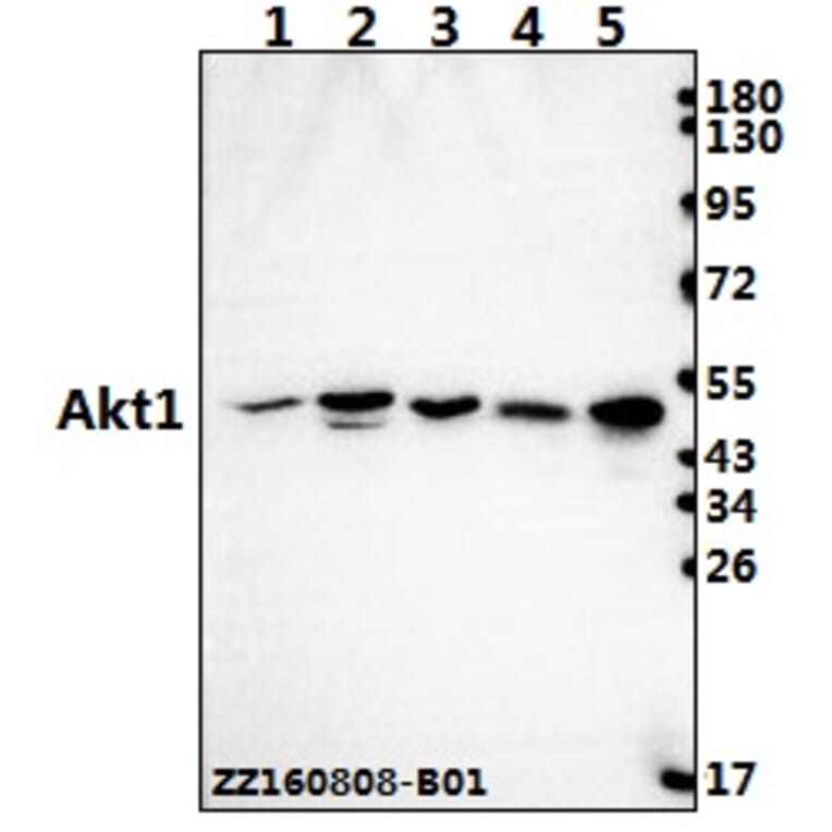 Anti-AKT1 (P125) Antibody from Bioworld Technology (BS2987) - Antibodies.com