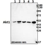 Anti-AKT1 (P125) Antibody from Bioworld Technology (BS2987) - Antibodies.com
