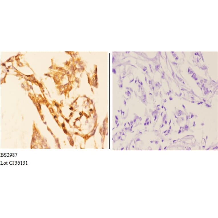 Anti-AKT1 (P125) Antibody from Bioworld Technology (BS2987) - Antibodies.com