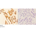 Anti-AKT1 (P125) Antibody from Bioworld Technology (BS2987) - Antibodies.com