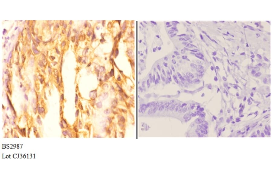 Anti-AKT1 (P125) Antibody from Bioworld Technology (BS2987) - Antibodies.com