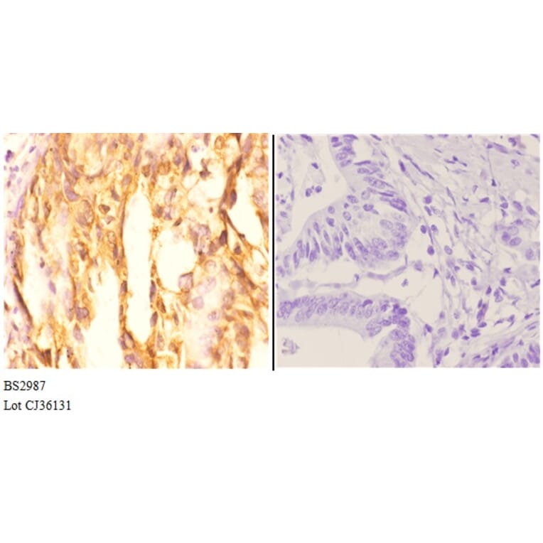 Anti-AKT1 (P125) Antibody from Bioworld Technology (BS2987) - Antibodies.com