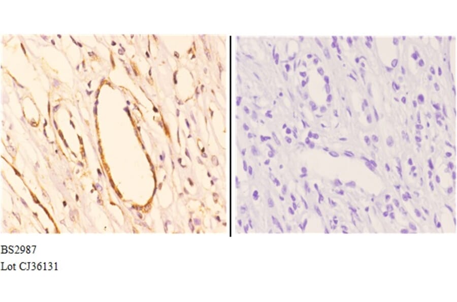 Anti-AKT1 (P125) Antibody from Bioworld Technology (BS2987) - Antibodies.com