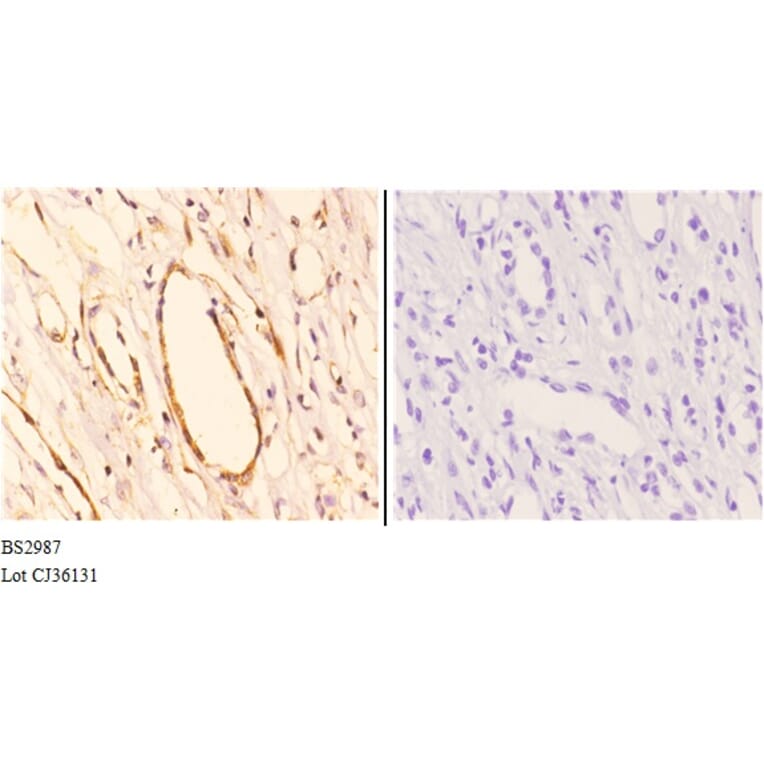 Anti-AKT1 (P125) Antibody from Bioworld Technology (BS2987) - Antibodies.com