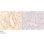 Anti-AKT1 (P125) Antibody from Bioworld Technology (BS2987) - Antibodies.com