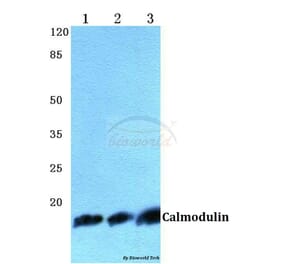 Anti-Calmodulin (K75) Antibody from Bioworld Technology (BS2989) - Antibodies.com