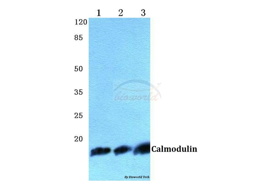Anti-Calmodulin (K75) Antibody from Bioworld Technology (BS2989) - Antibodies.com