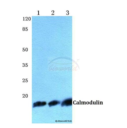 Anti-Calmodulin (K75) Antibody from Bioworld Technology (BS2989) - Antibodies.com