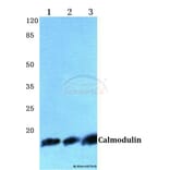 Anti-Calmodulin (K75) Antibody from Bioworld Technology (BS2989) - Antibodies.com