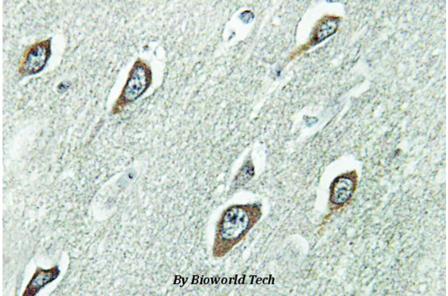 Anti-Calmodulin (K75) Antibody from Bioworld Technology (BS2989) - Antibodies.com
