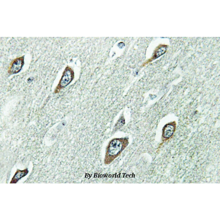 Anti-Calmodulin (K75) Antibody from Bioworld Technology (BS2989) - Antibodies.com