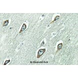 Anti-Calmodulin (K75) Antibody from Bioworld Technology (BS2989) - Antibodies.com