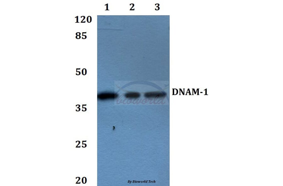 Anti-DNAM-1 (Y325) Antibody from Bioworld Technology (BS2990) - Antibodies.com
