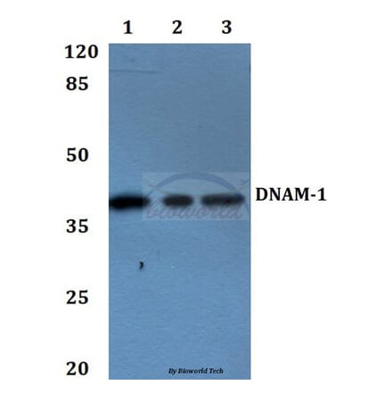 Anti-DNAM-1 (Y325) Antibody from Bioworld Technology (BS2990) - Antibodies.com