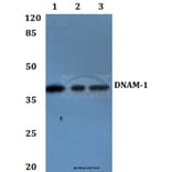 Anti-DNAM-1 (Y325) Antibody from Bioworld Technology (BS2990) - Antibodies.com