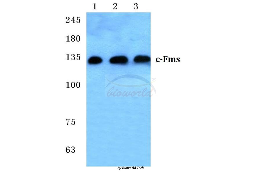 Anti-c-Fms (N805) Antibody from Bioworld Technology (BS2991) - Antibodies.com