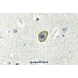 Anti-c-Fms (N805) Antibody from Bioworld Technology (BS2991) - Antibodies.com